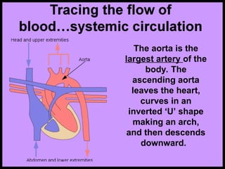 The aorta is the
largest artery of the
body. The
ascending aorta
leaves the heart,
curves in an
inverted ‘U’ shape
making an arch,
and then descends
downward.
 
