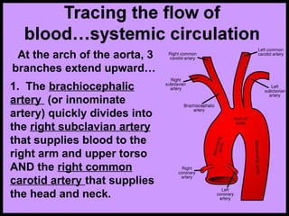 At the arch of the aorta, 3
branches extend upward…
1. The brachiocephalic
artery (or innominate
artery) quickly divides into
the right subclavian artery
that supplies blood to the
right arm and upper torso
AND the right common
carotid artery that supplies
the head and neck.
 