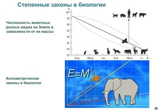39
Аллометрические
законы в биологии
Степенные законы в биологии
Численность животных
разных видов на Земле в
зависимости от их массы
 