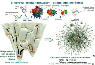 42
Энергетический ландшафт – сворачивание белка
Source: https://www.scistyle.com
Узлы – протеины
Ребра – реакции связывания
Сеть протеинов в клетке = scale free
H. Jeong, S.P. Mason, A.-L. Barabasi, Z.N. Oltvai, Nature 411, 41-42 (2001)
Денатурированная
цепь
Нативный белок
(четвертичная
структура)
Белки – шапероны (регуляторы ландшафта)
Энергетичес-
кая воронка
свертывания
белка
 