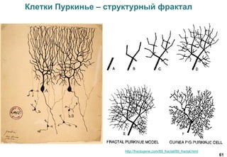 61
Клетки Пуркинье – структурный фрактал
http://fractogene.com/89_fractal/89_fractal.html
 