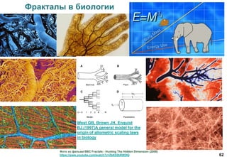 62
Фракталы в биологии
West GB, Brown JH, Enquist
BJ.(1997)A general model for the
origin of allometric scaling laws
in biology
Фото из фильма BBC Fractals - Hunting The Hidden Dimension (2008)
https://www.youtube.com/watch?v=ZbK92bRW2lQ
 