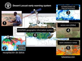 Desert Locust early warning system ESTIMACIONES DE
PRECIPITACIONES
3
SWARMS geographic information system
MODIS NDVI (250M)
4
MAPA DINÁMICO VERDE
5
6
1
primario
secundario
invasión2
teledetección
recopilación de datos
 