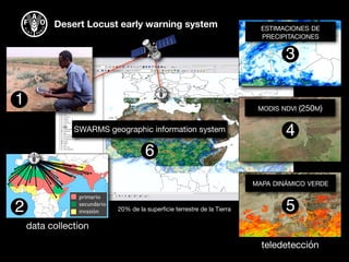Desert Locust early warning system ESTIMACIONES DE
PRECIPITACIONES
3
SWARMS geographic information system
MODIS NDVI (250M)
4
MAPA DINÁMICO VERDE
5
6
20% de la superﬁcie terrestre de la Tierra
1
primario
secundario
invasión2
teledetección
data collection
 