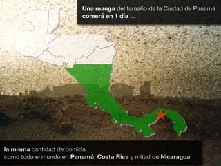 la misma cantidad de comida

como todo el mundo en Panamá, Costa Rica y mitad de Nicaragua
Una manga del tamaño de la Ciudad de Panamá

comerá en 1 día ...
 