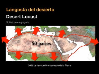 50 países
Desert Locust
Langosta del desierto
Schistocerca gregaria
20% de la superﬁcie terrestre de la Tierra
 