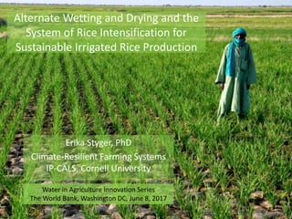 Alternate Wetting and Drying and the
System of Rice Intensification for
Sustainable Irrigated Rice Production
Erika Styger, PhD
Climate-Resilient Farming Systems
IP-CALS, Cornell University
Water in Agriculture Innovation Series
The World Bank, Washington DC, June 8, 2017
 