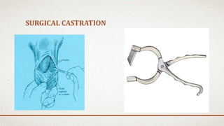 Dr. Eric Gordon - Bovine Castration/Dehorning Update | PPTX