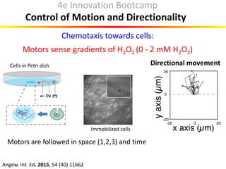 Chemotaxis towards cells:
Motors sense gradients of H2O2 (0 - 2 mM H2O2)
Control of Motion and Directionality
Motors are f...