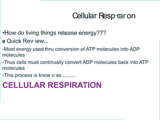 Cellular Resp·raron
•How do living things release energy???
e Quick Rev·iew...
-Most energy used thru conversion of ATP molecules into ADP
molecules
-Thus cells must continually convert ADP molecules back into ATP
molecules
-This process is know n as ..........
CELLULAR RESPIRATION
 
