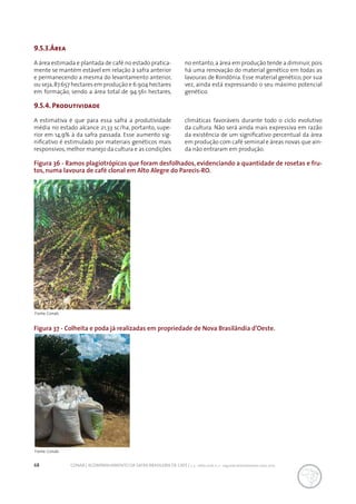 68 CONAB | ACOMPANHAMENTO DA SAFRA BRASILEIRA DE CAFÉ | v. 3 - Safra 2016, n. 2 - segundo levantamento, maio 2017.
Figura 36 - Ramos plagiotrópicos que foram desfolhados, evidenciando a quantidade de rosetas e fru-
tos, numa lavoura de café clonal em Alto Alegre do Parecis-RO.
Figura 37 - Colheita e poda já realizadas em propriedade de Nova Brasilândia d’Oeste.
9.5.3.Área
A área estimada e plantada de café no estado pratica-
mente se mantém estável em relação à safra anterior
e permanecendo a mesma do levantamento anterior,
ou seja,87.657 hectares em produção e 6.904 hectares
em formação, sendo a área total de 94.561 hectares,
no entanto,a área em produção tende a diminuir,pois
há uma renovação do material genético em todas as
lavouras de Rondônia. Esse material genético, por sua
vez, ainda está expressando o seu máximo potencial
genético.
9.5.4. Produtividade
A estimativa é que para essa safra a produtividade
média no estado alcance 21,33 sc/ha, portanto, supe-
rior em 14,9% à da safra passada. Esse aumento sig-
nificativo é estimulado por materiais genéticos mais
responsivos, melhor manejo da cultura e as condições
climáticas favoráveis durante todo o ciclo evolutivo
da cultura. Não será ainda mais expressiva em razão
da existência de um significativo percentual da área
em produção com café seminal e áreas novas que ain-
da não entraram em produção.
Fonte: Conab.
Fonte: Conab.
 