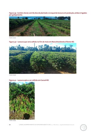 70 CONAB | ACOMPANHAMENTO DA SAFRA BRASILEIRA DE CAFÉ | v. 3 - Safra 2016, n. 2 - segundo levantamento, maio 2017.
Figura 39 - Conilon clonal,com 80 dias de plantado e à esquerda lavoura em produção,ambos irrigados
por gotejamento.
Figura 40 - Lavoura que será colhida no fim de maio em Nova Brasilândia d’Oeste-RO.
Figura 41 - Lavoura apta a ser colhida em Cacoal-RO
Fonte: Conab.
Fonte: Conab.
Fonte: Conab.
 