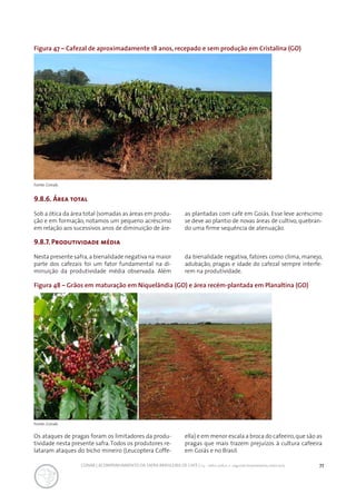 77CONAB | ACOMPANHAMENTO DA SAFRA BRASILEIRA DE CAFÉ | v.3 - Safra 2016,n. 2 - segundo levantamento, maio 2017..
Figura 47 – Cafezal de aproximadamente 18 anos, recepado e sem produção em Cristalina (GO)
Fonte: Conab.
Fonte: Conab.
9.8.6. Área total
Sob a ótica da área total (somadas as áreas em produ-
ção e em formação, notamos um pequeno acréscimo
em relação aos sucessivos anos de diminuição de áre-
as plantadas com café em Goiás. Esse leve acréscimo
se deve ao plantio de novas áreas de cultivo, quebran-
do uma firme sequência de atenuação.
9.8.7. Produtividade média
Nesta presente safra,a bienalidade negativa na maior
parte dos cafezais foi um fator fundamental na di-
minuição da produtividade média observada. Além
da bienalidade negativa, fatores como clima, manejo,
adubação, pragas e idade do cafezal sempre interfe-
rem na produtividade.
Figura 48 – Grãos em maturação em Niquelândia (GO) e área recém-plantada em Planaltina (GO)
Os ataques de pragas foram os limitadores da produ-
tividade nesta presente safra.Todos os produtores re-
lataram ataques do bicho mineiro (Leucoptera Coffe-
ella) e em menor escala a broca do cafeeiro,que são as
pragas que mais trazem prejuízos à cultura cafeeira
em Goiás e no Brasil.
 