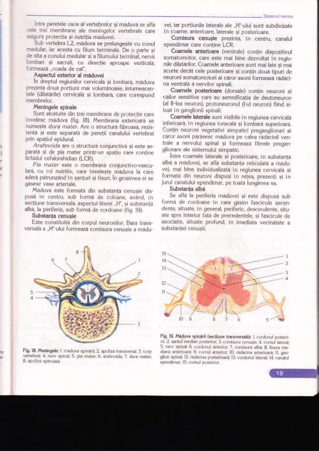 Biologie Manual Pentru Clasa A Xi A Ed Corint Biologie Manual Pentru Clasa A Xi A Ed Corint