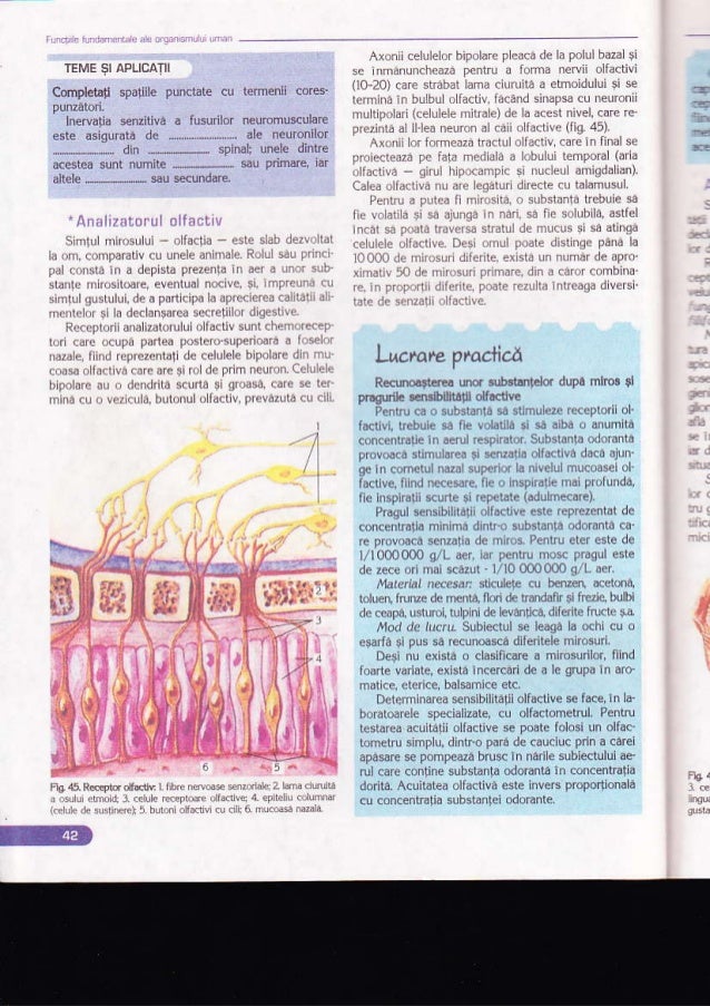 Biologie Manual Pentru Clasa A Xi A Ed Corint Biologie Manual Pentru Clasa A Xi A Ed Corint