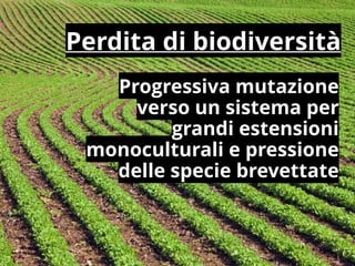 Progressiva mutazione
verso un sistema per
grandi estensioni
monoculturali e pressione
delle specie brevettate
Perdita di biodiversità
 
