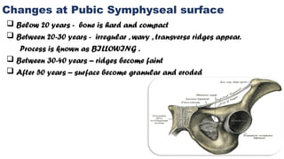 Hard Ridges Man Comprehensive Overview of Human Physiological Changes from Puberty to ...