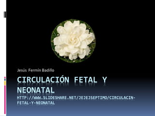 CIRCULACIÓN FETAL Y
NEONATAL
HTTP://WWW.SLIDESHARE.NET/JEJEJSEPTIMO/CIRCULACIN-
FETAL-Y-NEONATAL
Jesús Fermín Badillo
 