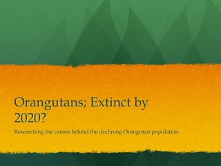Orangutans; Extinct by 
2020? 
Researching the causes behind the declining Orangutan population 
 