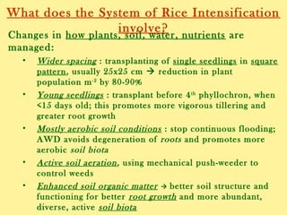 What does the System of Rice Intensification
involve?Changes in how plants, soil, water, nutrients are
managed:
• Wider spacing : transplanting of single seedlings in square
pattern, usually 25x25 cm  reduction in plant
population m-2
by 80-90%
• Young seedlings : transplant before 4th
phyllochron, when
<15 days old; this promotes more vigorous tillering and
greater root growth
• Mostly aerobic soil conditions : stop continuous flooding;
AWD avoids degeneration of roots and promotes more
aerobic soil biota
• Active soil aeration, using mechanical push-weeder to
control weeds
• Enhanced soil organic matter  better soil structure and
functioning for better root growth and more abundant,
diverse, active soil biota
 
