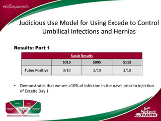 Excede Injection Dr. Pete Thomas - Antibiotic Injection of Piglets-Treatment, Control or ...
