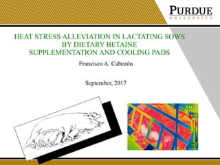 HEAT STRESS ALLEVIATION IN LACTATING SOWS
BY DIETARY BETAINE
SUPPLEMENTATION AND COOLING PADS
Francisco A. Cabezón
September, 2017
 