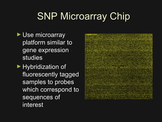 SNP Microarray ChipSNP Microarray Chip
► Use microarrayUse microarray
platform similar toplatform similar to
gene expressiongene expression
studiesstudies
► Hybridization ofHybridization of
fluorescently taggedfluorescently tagged
samples to probessamples to probes
which correspond towhich correspond to
sequences ofsequences of
interestinterest
 