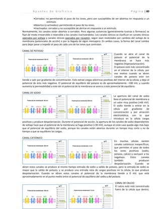 | 80
A p u n t e s d e b i o f í s i c a P á g i n a
•Cerrados: no permitiendo el paso de los iones, pero son susceptibles de ser abiertos en respuesta a un
estímulo.
•Abiertos (o activados): permitiendo el paso de los iones.
•Inactivados: cerrados y no susceptible de abrirse en respuesta a un estímulo.
Normalmente, los canales están abiertos o cerrados. Pero algunas sustancias (generalmente toxinas o fármacos) se
fijan de modo irreversible o reversible a los canales inactivándolos. Los canales iónicos se clasifican en canales iónicos
operados por voltaje y canales iónicos operados por receptor, según sean modulados por cambios del voltaje de la
membrana (potenciales de acción) o por la llegada de algún mensajero. En ambos casos, la forma del canal cambia
para dejar pasar o impedir el paso de cada uno de los iones que controlan.
CANAL DE POTASIO
Cuando se abre el canal de
potasio el potencial de la
membrana se hace más
negativo (hiperpolarización).
El potasio está más concentrado
en el interior de la célula, por
ese motivo cuando se abren
canales de potasio este ion
tiende a salir por gradiente de concentración. Esto extrae cargas eléctricas positivas del interior de la célula, y deja el
potencial de ésta más negativo. El potencial de equilibrio del potasio es de aproximadamente –100 mV, y cuando
aumenta la permeabilidad a este ión el potencial de la membrana se acerca a este potencial de equilibrio.
CANAL DE SODIO
La apertura del canal de sodio
lleva el potencial de membrana a
un valor muy positivo (+66 mV).
El sodio tiende a entrar en la
célula por gradiente de
concentración y por atracción
electrostática, con lo que
introduce en la célula cargas
positivas y produce despolarización. Durante el potencial de acción, la apertura de los canales de sodio dependientes
de voltaje hace que el potencial de la membrana se haga positivo (+30 mV), aunque en este caso queda algo más bajo
que el potencial de equilibrio del sodio, porque los canales están abiertos durante un tiempo muy corto y no da
tiempo a que se equilibren las cargas.
CANAL CATIÓNICO
En muchas células existen
canales catiónicos inespecíficos,
que permiten el paso de todos
los iones positivos (sodio,
potasio, calcio) y excluyen a los
negativos. Estos canales
también producen
despolarización. Cuando se
abren estos canales se produce al mismo tiempo entrada de sodio y salida de potasio, pero la entrada de sodio es
mayor que la salida de potasio, y se produce una entrada neta de cargas positivas en la célula, lo que produce
despolarización. Cuando se abren estos canales el potencial de la membrana tiende a 0 mV, que está
aproximadamente en el punto medio entre el potencial de equilibrio del sodio y del potasio.
CANAL DE CALCIO
El calcio está más concentrado
fuera de la célula que dentro,
 