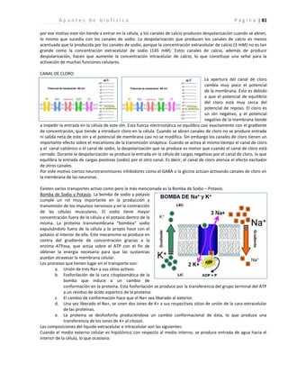 | 81
A p u n t e s d e b i o f í s i c a P á g i n a
por ese motivo este ión tiende a entrar en la célula, y los canales de calcio producen despolarización cuando se abren,
lo mismo que sucedía con los canales de sodio. La despolarización que producen los canales de calcio es menos
acentuada que la producida por los canales de sodio, porque la concentración extracelular de calcio (3 mM) no es tan
grande como la concentración extracelular de sodio (145 mM). Estos canales de calcio, además de producir
despolarización, hacen que aumente la concentración intracelular de calcio, lo que constituye una señal para la
activación de muchas funciones celulares.
CANAL DE CLORO
La apertura del canal de cloro
cambia muy poco el potencial
de la membrana. Esto es debido
a que el potencial de equilibrio
del cloro está muy cerca del
potencial de reposo. El cloro es
un ión negativo, y el potencial
negativo de la membrana tiende
a impedir la entrada en la célula de este ión. Esta fuerza electrostática se equilibra casi exactamente con el gradiente
de concentración, que tiende a introducir cloro en la célula. Cuando se abren canales de cloro no se produce entrada
ni salida neta de este ión y el potencial de membrana casi no se modifica. Sin embargo los canales de cloro tienen un
importante efecto sobre el mecanismo de la transmisión sináptica. Cuando se activa al mismo tiempo el canal de cloro
y el canal catiónico o el canal de sodio, la despolarización que se produce es menor que cuando el canal de cloro está
cerrado. Durante la despolarización se produce la entrada en la célula de cargas negativas por el canal de cloro, lo que
equilibra la entrada de cargas positivas (sodio) por el otro canal. Es decir, el canal de cloro atenúa el efecto excitador
de otros canales.
Por este motivo ciertos neurotransmisores inhibidores como el GABA o la glicina actúan activando canales de cloro en
la membrana de las neuronas.
Existen varios transportes activo como pero la más mencionada es la Bomba de Sodio – Potasio.
Bomba de Sodio y Potasio. La bomba de sodio y potasio
cumple un rol muy importante en la producción y
transmisión de los impulsos nerviosos y en la contracción
de las células musculares. El sodio tiene mayor
concentración fuera de la célula y el potasio dentro de la
misma. La proteína transmembrana “bombea” sodio
expulsándolo fuera de la célula y lo propio hace con el
potasio al interior de ella. Este mecanismo se produce en
contra del gradiente de concentración gracias a la
enzima ATPasa, que actúa sobre el ATP con el fin de
obtener la energía necesaria para que las sustancias
puedan atravesar la membrana celular.
Los procesos que tienen lugar en el transporte son:
a. Unión de tres Na+ a sus sitios activos.
b. Fosforilación de la cara citoplasmática de la
bomba que induce a un cambio de
conformación en la proteína. Esta fosforilación se produce por la transferencia del grupo terminal del ATP
a un residuo de ácido aspártico de la proteína.
c. El cambio de conformación hace que el Na+ sea liberado al exterior.
d. Una vez liberado el Na+, se unen dos iones de K+ a sus respectivos sitios de unión de la cara extracelular
de las proteínas.
e. La proteína se desfosforila produciéndose un cambio conformacional de ésta, lo que produce una
transferencia de los iones de K+ al citosol.
Las composiciones del líquido extracelular e intracelular son las siguientes:
Cuando el medio externo celular es hipotónico con respecto al medio interno, se produce entrada de agua hacia el
interior de la célula, lo que ocasiona:
 