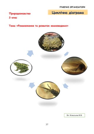 ГРАФІЧНІ ОРГАНІЗАТОРИ
37
Природознавство
3 клас
Тема «Розмноження та розвиток земноводних»
Вч. Ковальова В.В.
Циклічна діаграма
 
