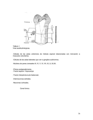 TABLA 1
Vías acetilcolinérgicas.


-Células de las astas anteriores de médula espinal relacionadas con inervación a
músculos voluntarios.

-Células de las astas laterales que van a ganglios autónomos.

-Núcleos de pares craneales III, IV, V, VI, VII, IX, X, XI,XII.


-Fibras postganglionares .
-Tracto septum –hipocampo

-Tracto interpéndunculo-habenular.

-Interneuronas estriales.

-Neuronas corticales.


          Canal iónico




                                                                              36
 
