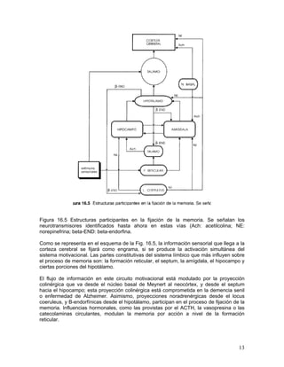 Figura 16.5 Estructuras participantes en la fijación de la memoria. Se señalan los
neurotransmisores identificados hasta ahora en estas vías (Ach: acetilcolina; NE:
norepinefrina; beta-END: beta-endorfina.

Como se representa en el esquema de la Fig. 16.5, la información sensorial que llega a la
corteza cerebral se fijará como engrama, si se produce la activación simultánea del
sistema motivacional. Las partes constitutivas del sistema límbico que más influyen sobre
el proceso de memoria son: la formación reticular, el septum, la amígdala, el hipocampo y
ciertas porciones del hipotálamo.

El flujo de información en este circuito motivacional está modulado por la proyección
colinérgica que va desde el núcleo basal de Meynert al neocórtex, y desde el septum
hacia el hipocampo; esta proyección colinérgica está comprometida en la demencia senil
o enfermedad de Alzheimer. Asimismo, proyecciones noradrenérgicas desde el locus
coeruleus, y B-endorfínicas desde el hipotálamo, participan en el proceso de fijación de la
memoria. Influencias hormonales, como las provistas por el ACTH, la vasopresina o las
catecolaminas circulantes, modulan la memoria por acción a nivel de la formación
reticular.




                                                                                        13
 