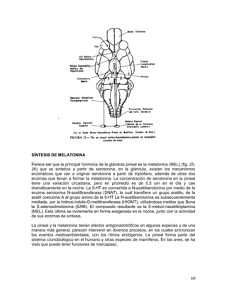 SÍNTESIS DE MELATONINA

Parece ser que la principal hormona de la glándula pineal es la melatonina (MEL) (fig. 25,
26) que se sintetiza a partir de serotonina; en la glándula, existen los mecanismos
enzimáticos que van a originar serotonina a partir de triptófano, además de otras dos
enzimas que llevan a formar la melatonina. La concentración de serotonina en la pineal
tiene una variación circadiana, pero en promedio es de 0.5 um en el día y cae
dramáticamente en la noche. La 5-HT es convertida a N-acetilserotonina por medio de la
enzima serotonina N-acetiltransferasa (SNAT), la cual transfiere un grupo acetilo, de la
acetil coenzima A al grupo amino de la 5-HT La N-acetilserotonina es subsecuentemente
metilada, por la hidroxi-indole-O-metiltransferasa (HIOMT), utilizándose metilos que Bona
la S-adenosilmetionina (SAM). El compuesto resultante es la 5-metoxi-nacetiltriptamina
(MEL). Esta última se incrementa en forma exagerada en la noche, junto con la actividad
de sus enzimas de síntesis.

La pineal y la melatonina tienen efectos antigonadotróficos en algunas especies y de una
manera más general, parecen intervenir en diversos procesos, en los cuales sincronizan
los eventos medioambientales, con los ritmos endógenos. La pineal forma parte del
sistema cronobiológico en el humano y otras especies de mamíferos. En las aves, se ha
visto que puede tener funciones de marcapaso.




                                                                                       60
 
