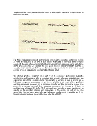"desaprendizaje" no es pasiva sino que, como el aprendizaje, implica un proceso activo en
el sistema nervioso.




Fig. 16-2. Bloqueo condicionado del ritmo alfa en la región occipital de un hombre normal.
A: Falta de respuesta a un tono al cual estaba habituado el individuo (señal delgada
negra). B: Bloqueo alfa incondicionado (desincronización) en respuesta a una luz brillante
(señal gruesa negra). C: Fracaso del tono para producir desincronización cuando se
apareó primero con la luz. D: Después del noveno apareamiento del tono y de la luz, el
primero produce bloqueo alfa condicionado antes de la luz.


Un estímulo produce despertar en el EEG y en la conducta y potenciales evocados
ampliamente distribuidos no sólo si es nuevo, sino también si ha sido aparejado con una
experiencia agradable o desagradable. Por ejemplo, si un tomo al cual el animal se ha
habituado se apareja unas veces con un choque eléctrico a las patas, el tono producirá
grandes respuestas evocadas en la formación reticular del tallo cerebral y en una gran
parte de la corteza cerebral. Una respuesta semejante se observa si el tono es
positivamente reforzado. En la fig. 16--3 se muestra un ejemplo de estos cambios en un
registro de la actividad eléctrica del hipocampo. El hipocampo no está en las vías
sensoriales directas, pero potenciales evocados son regularmente producidos en él por
los estímulos sensoriales, presumiblemente a través del SRA.




                                                                                       44
 