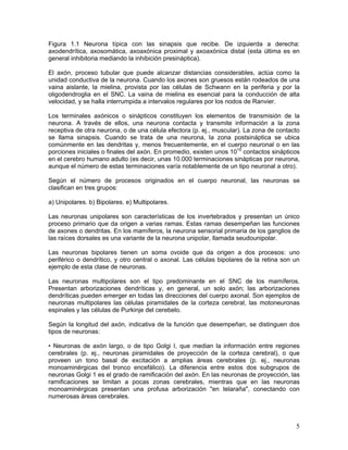 Figura 1.1 Neurona típica con las sinapsis que recibe. De izquierda a derecha:
axodendrítica, axosomática, axoaxónica proximal y axoaxónica distal (esta última es en
general inhibitoria mediando la inhibición presináptica).

El axón, proceso tubular que puede alcanzar distancias considerables, actúa como la
unidad conductiva de la neurona. Cuando los axones son gruesos están rodeados de una
vaina aislante, la mielina, provista por las células de Schwann en la periferia y por la
oligodendroglia en el SNC. La vaina de mielina es esencial para la conducción de alta
velocidad, y se halla interrumpida a intervalos regulares por los nodos de Ranvier.

Los terminales axónicos o sinápticos constituyen los elementos de transmisión de la
neurona. A través de ellos, una neurona contacta y transmite información a la zona
receptiva de otra neurona, o de una célula efectora (p. ej., muscular). La zona de contacto
se llama sinapsis. Cuando se trata de una neurona, la zona postsináptica se ubica
comúnmente en las dendritas y, menos frecuentemente, en el cuerpo neuronal o en las
porciones iniciales o finales del axón. En promedio, existen unos 1015 contactos sinápticos
en el cerebro humano adulto (es decir, unas 10.000 terminaciones sinápticas por neurona,
aunque el número de estas terminaciones varía notablemente de un tipo neuronal a otro).

Según el número de procesos originados en el cuerpo neuronal, las neuronas se
clasifican en tres grupos:

a) Unipolares. b) Bipolares. e) Multipolares.

Las neuronas unipolares son características de los invertebrados y presentan un único
proceso primario que da origen a varias ramas. Estas ramas desempeñan las funciones
de axones o dendritas. En los mamíferos, la neurona sensorial primaria de los ganglios de
las raíces dorsales es una variante de la neurona unipolar, llamada seudounipolar.

Las neuronas bipolares tienen un soma ovoide que da origen a dos procesos: uno
periférico o dendrítico, y otro central o axonal. Las células bipolares de la retina son un
ejemplo de esta clase de neuronas.

Las neuronas multipolares son el tipo predominante en el SNC de los mamíferos.
Presentan arborizaciones dendríticas y, en general, un solo axón; las arborizaciones
dendríticas pueden emerger en todas las direcciones del cuerpo axonal. Son ejemplos de
neuronas multipolares las células piramidales de la corteza cerebral, las motoneuronas
espinales y las células de Purkinje del cerebelo.

Según la longitud del axón, indicativa de la función que desempeñan, se distinguen dos
tipos de neuronas:

• Neuronas de axón largo, o de tipo Golgi I, que median la información entre regiones
cerebrales (p. ej., neuronas piramidales de proyección de la corteza cerebral), o que
proveen un tono basal de excitación a amplias áreas cerebrales (p. ej., neuronas
monoaminérgicas del tronco encefálico). La diferencia entre estos dos subgrupos de
neuronas Golgi 1 es el grado de ramificación del axón. En las neuronas de proyección, las
ramificaciones se limitan a pocas zonas cerebrales, mientras que en las neuronas
monoaminérgicas presentan una profusa arborización "en telaraña", conectando con
numerosas áreas cerebrales.



                                                                                         5
 