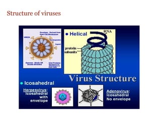VIRUSES structure and classification and | PPTX