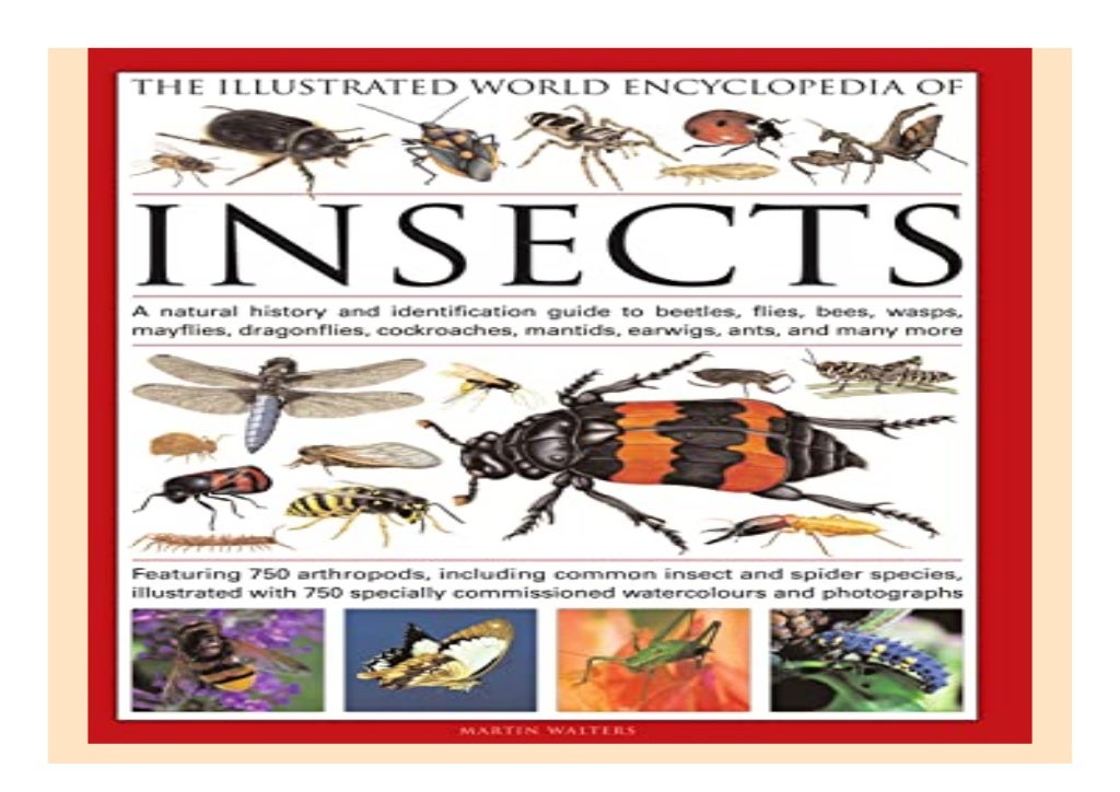 The Illustrated World Encyclopedia of Insects A Natural History and ...