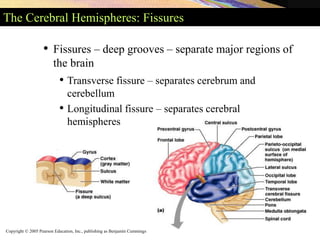 Copyright © 2005 Pearson Education, Inc., publishing as Benjamin Cummings
The Cerebral Hemispheres: Fissures
• Fissures – deep grooves – separate major regions of
the brain
• Transverse fissure – separates cerebrum and
cerebellum
• Longitudinal fissure – separates cerebral
hemispheres
 