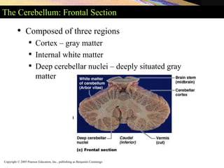 Copyright © 2005 Pearson Education, Inc., publishing as Benjamin Cummings
The Cerebellum: Frontal Section
• Composed of three regions
• Cortex – gray matter
• Internal white matter
• Deep cerebellar nuclei – deeply situated gray
matter
 