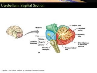 Copyright © 2005 Pearson Education, Inc., publishing as Benjamin Cummings
Cerebellum: Sagittal Section
 
