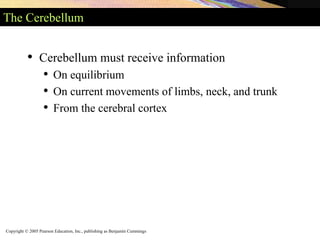 Copyright © 2005 Pearson Education, Inc., publishing as Benjamin Cummings
The Cerebellum
• Cerebellum must receive information
• On equilibrium
• On current movements of limbs, neck, and trunk
• From the cerebral cortex
 