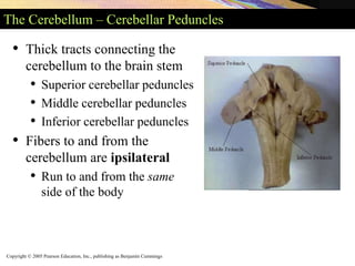 Copyright © 2005 Pearson Education, Inc., publishing as Benjamin Cummings
The Cerebellum – Cerebellar Peduncles
• Thick tracts connecting the
cerebellum to the brain stem
• Superior cerebellar peduncles
• Middle cerebellar peduncles
• Inferior cerebellar peduncles
• Fibers to and from the
cerebellum are ipsilateral
• Run to and from the same
side of the body
 
