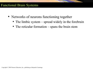 Copyright © 2005 Pearson Education, Inc., publishing as Benjamin Cummings
Functional Brain Systems
• Networks of neurons functioning together
• The limbic system – spread widely in the forebrain
• The reticular formation – spans the brain stem
 