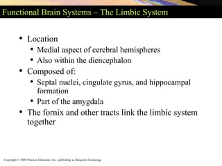Copyright © 2005 Pearson Education, Inc., publishing as Benjamin Cummings
Functional Brain Systems – The Limbic System
• Location
• Medial aspect of cerebral hemispheres
• Also within the diencephalon
• Composed of:
• Septal nuclei, cingulate gyrus, and hippocampal
formation
• Part of the amygdala
• The fornix and other tracts link the limbic system
together
 
