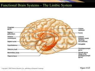 Copyright © 2005 Pearson Education, Inc., publishing as Benjamin Cummings
Functional Brain Systems – The Limbic System
Figure 13.23
 