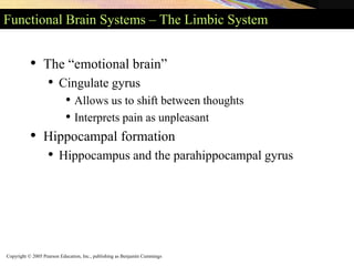 Copyright © 2005 Pearson Education, Inc., publishing as Benjamin Cummings
Functional Brain Systems – The Limbic System
• The “emotional brain”
• Cingulate gyrus
• Allows us to shift between thoughts
• Interprets pain as unpleasant
• Hippocampal formation
• Hippocampus and the parahippocampal gyrus
 