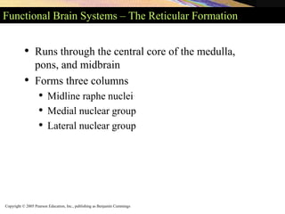 Copyright © 2005 Pearson Education, Inc., publishing as Benjamin Cummings
Functional Brain Systems – The Reticular Formation
• Runs through the central core of the medulla,
pons, and midbrain
• Forms three columns
• Midline raphe nuclei
• Medial nuclear group
• Lateral nuclear group
 