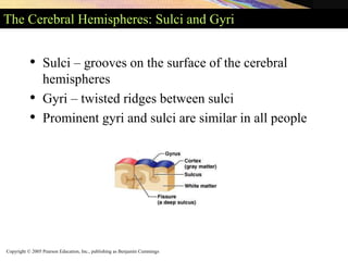 Copyright © 2005 Pearson Education, Inc., publishing as Benjamin Cummings
The Cerebral Hemispheres: Sulci and Gyri
• Sulci – grooves on the surface of the cerebral
hemispheres
• Gyri – twisted ridges between sulci
• Prominent gyri and sulci are similar in all people
 