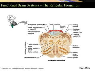 Copyright © 2005 Pearson Education, Inc., publishing as Benjamin Cummings
Functional Brain Systems – The Reticular Formation
Figure 13.21c
 