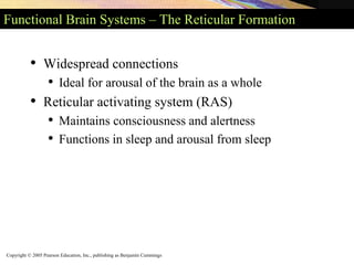 Copyright © 2005 Pearson Education, Inc., publishing as Benjamin Cummings
Functional Brain Systems – The Reticular Formation
• Widespread connections
• Ideal for arousal of the brain as a whole
• Reticular activating system (RAS)
• Maintains consciousness and alertness
• Functions in sleep and arousal from sleep
 